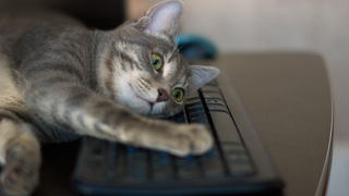 Cat Sucks At <i>Elite Dangerous</i><em></em>